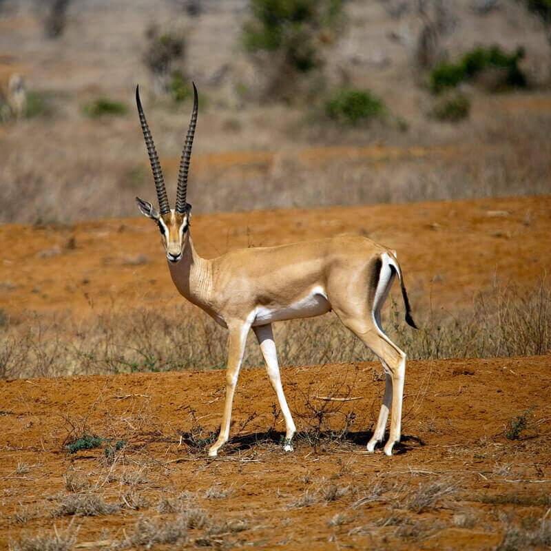 gimp-liquid-rescale-antelope
